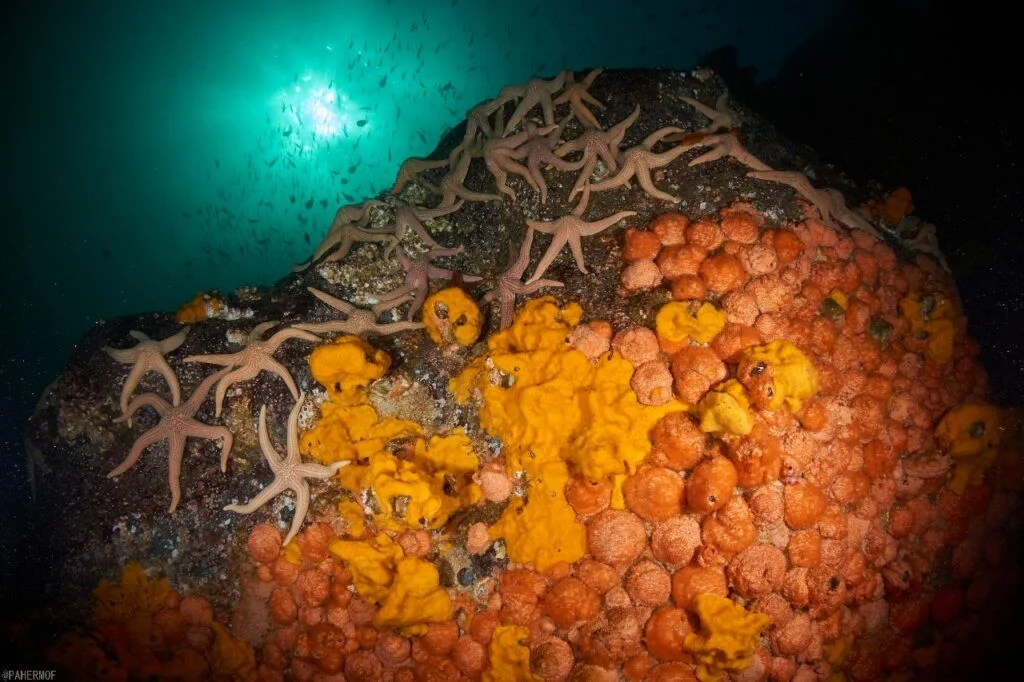 Buceo en Chile