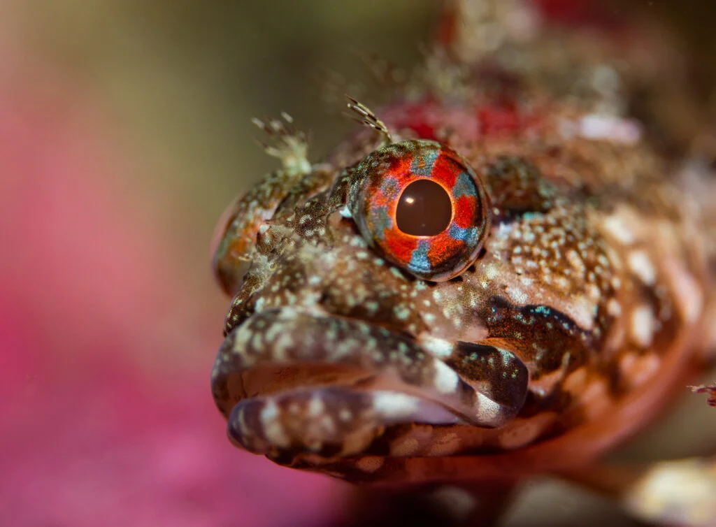 Buceo en Chile