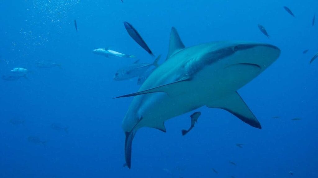 Expedición Roatan 2025