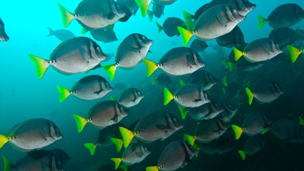 Expedición de Buceo Coiba (3)